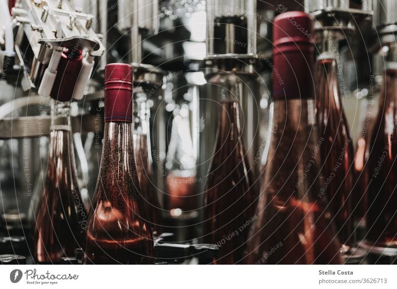 Detail picture of a wine bottling in the wine cellar Interior shot Vine Winegrower Deserted Alcoholic drinks Colour photo Shallow depth of field Close-up