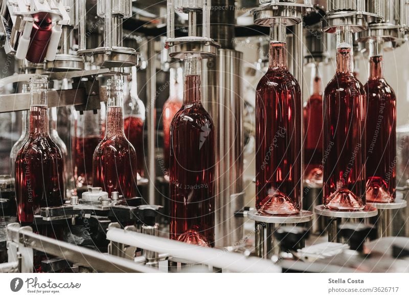 Detail picture of a wine bottling in the wine cellar Interior shot Vine Winegrower Deserted Alcoholic drinks Colour photo Shallow depth of field Close-up