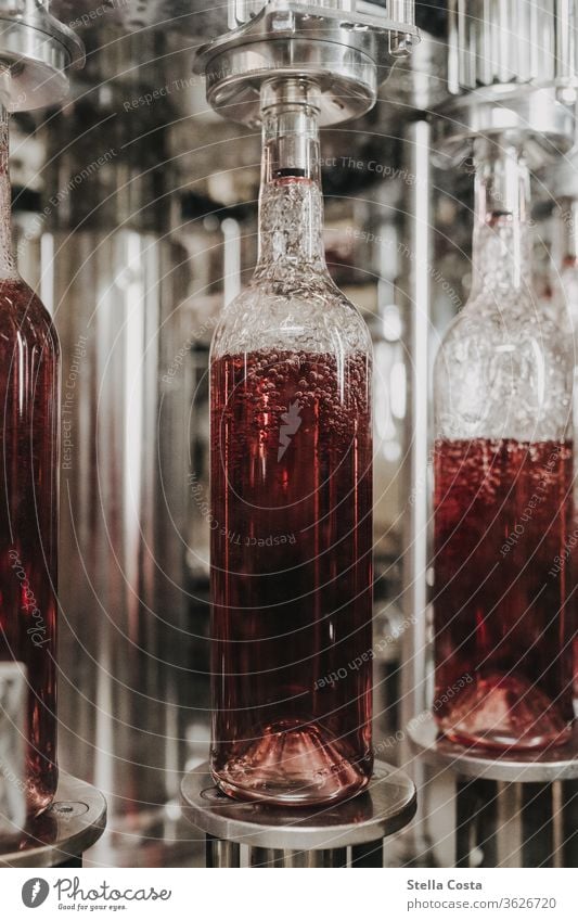 Wine bottling in the wine cellar natural light Vine Winegrower Detail Alcoholic drinks Close-up Beverage Recordings in the wine cellar Interior shot Wine cellar