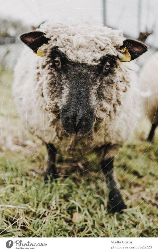 Sheep that looks directly into the camera Organic farming Organic produce ecologic Farm Pelt Deserted Shallow depth of field peasant Exterior shot green Farmer