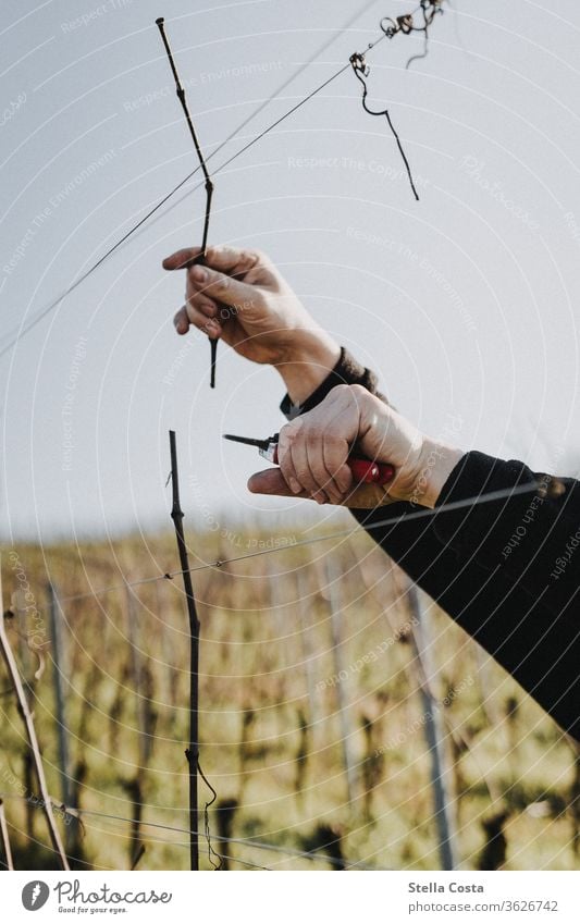 Pruning in the vineyard in winter Winegrower Vineyard Wine growing viticulture Exterior shot Winery Colour photo Agriculture Agricultural crop Autumn Day Season