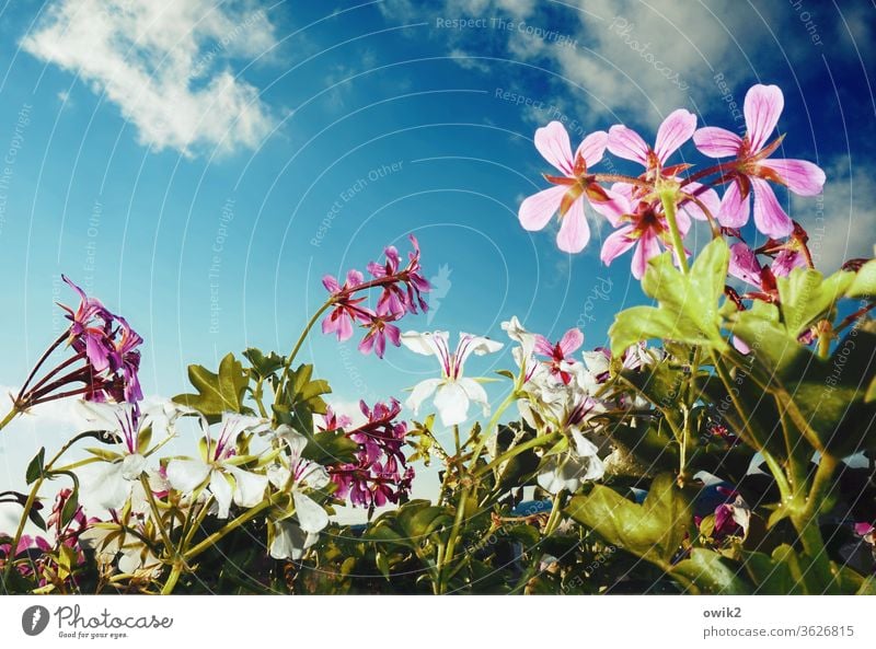 balcony picture Balcony plant Sky Clouds Air bleed flowers Beautiful weather Pot plant Plant Nature Growth Glittering Near Life Unwavering Hope Idyll