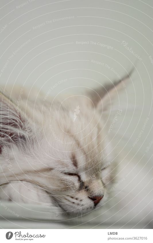 Sleeping young cat Cat Kitten putty Pelt White-haired Animal portrait asleep sleeping cat Pet Cat food Cuddling Fluffy Soft won Rest tranquillity Restful Break