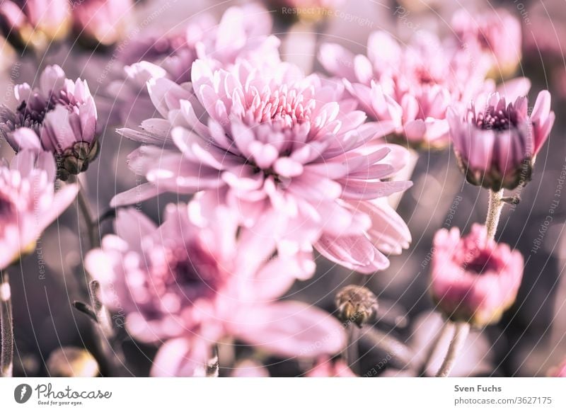 Purple flowers blooming on a meadow Aster purple bleed blossom Fresh Violet spring Summer Red Nature flowery green Garden Blossom leave Plant Pink