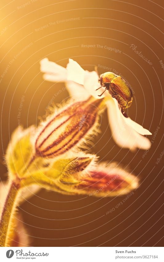 A shiny ground beetle sitting on a flower case beetle Beetle shining like gold Insect Sunlight sunbeam Back-light Illuminate flowers rest Nature fauna