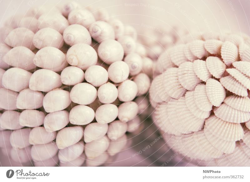 seashells Summer Souvenir Sand Round Brown Pink Leisure and hobbies Idyll Inspiration Colour photo Exterior shot Close-up Deserted Shallow depth of field