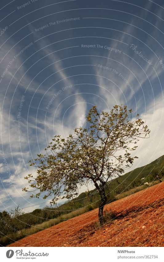 Red earth Environment Nature Landscape Earth Sky Clouds Summer Beautiful weather Tree Field Village Blue Green Idyll Colour photo Exterior shot Deserted