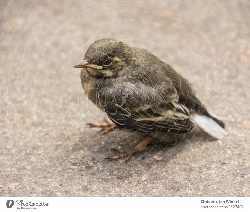 The small young wagtail / Motacilla alba sits alone on the ground and waits for food Wagtail Wippsteert fledglings cub Small hungry songbird Wait Sit Animal 1