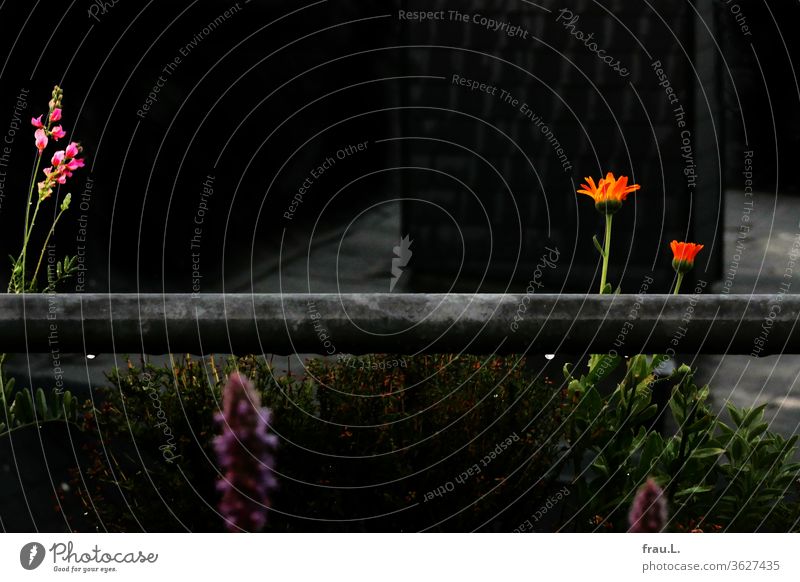 At night on the balcony the marigold shines, for whatever reason ... Balcony Summer Plant bleed Blossoming flowers Night