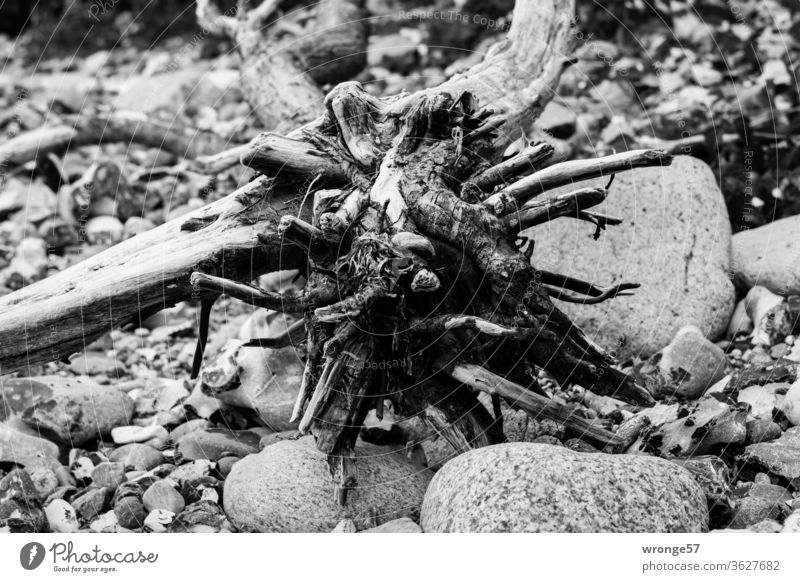 Back to the roots | Root on the Baltic Sea beach topic day Beach Pebble beach coast Rügen Black & white photo Ocean Vacation & Travel Nature Deserted