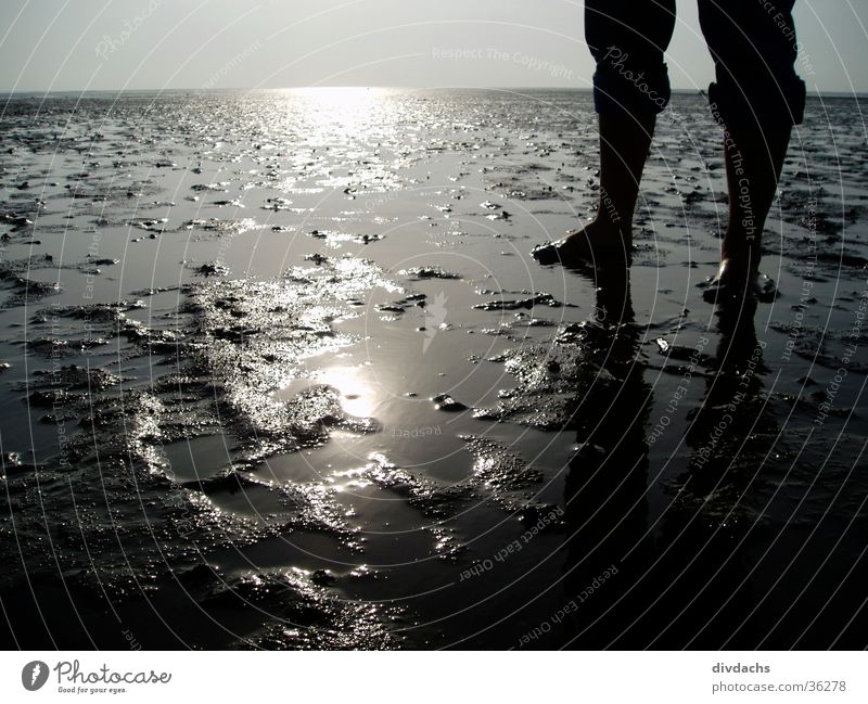 Feet in Watt Ocean Mud flats North Sea Landscape Water