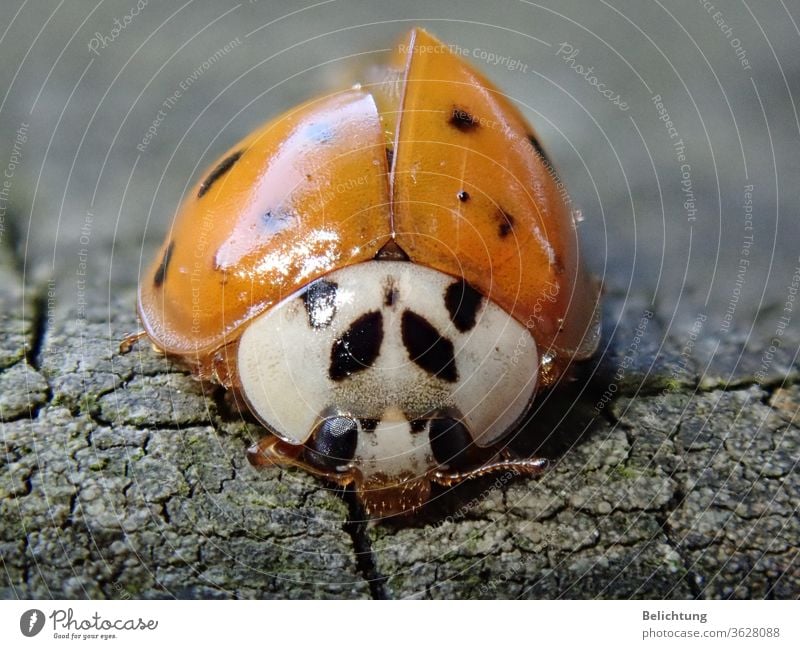 Ladybird Macro animals insects Beetle Macro (Extreme close-up)