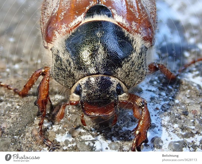 Cockchafer Macro animals insects Beetle May bug Macro (Extreme close-up)