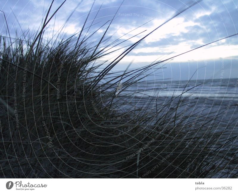 Evening atmosphere Hiddensee Beach Marram grass View of the Mee Beach dune Baltic Sea late autumn