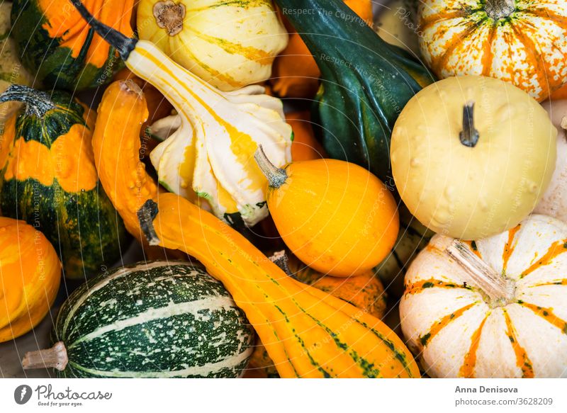 colorful ornamental pumpkins, gourds and squashes in the market variety fall food autumn vegetable halloween white green yellow fresh orange raw closeup nature