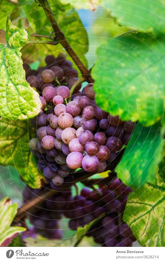 Ripe grapes in fall in Alsace, France vineyard wine harvest winery california france alsace background agriculture growing landscape farm fresh ripe viticulture