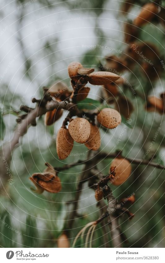 Close up almonds Almond Almond tree nuts Nut Nutrition Diet Ingredients Breakfast Fresh Natural Copy Space Food Spoon Bowl Snack Healthy healthy food