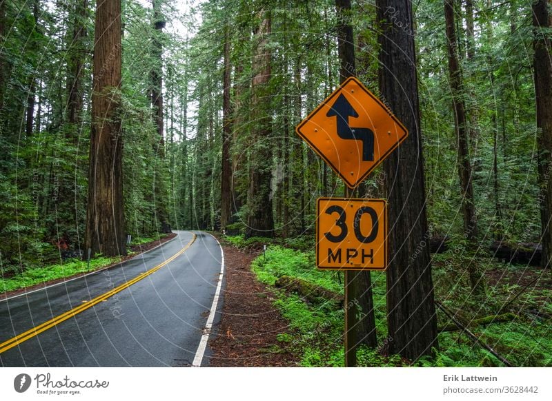 Beautiful street through the Redwood Forest Redwoods Redwood National Park Red Cedar trees jungle rainforest nature USA United States West Coast vegetation wild