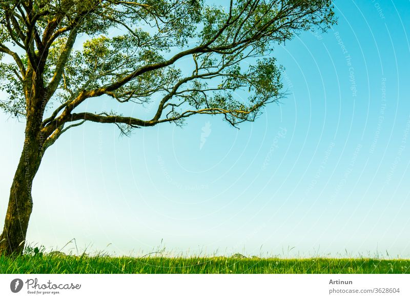 Big green tree with beautiful branches pattern and green grass field with white flowers on clear blue sky background on beautiful sunshine day. shade light