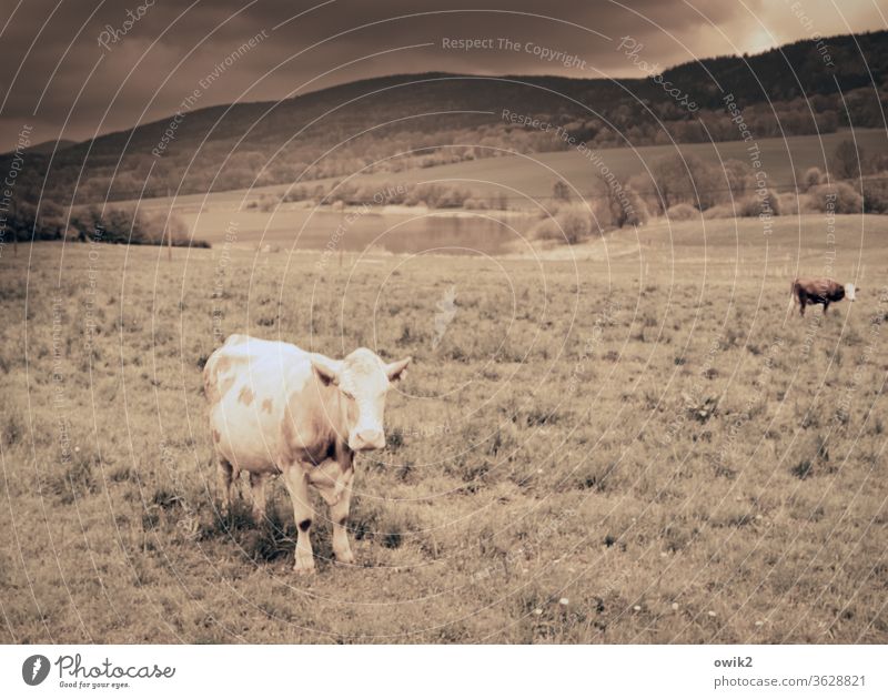 She just stood there and looked at me reproachfully chill Stand grasses Wait eye contact Observe Meadow paddock hillock Sunlight Sepia Storm clouds