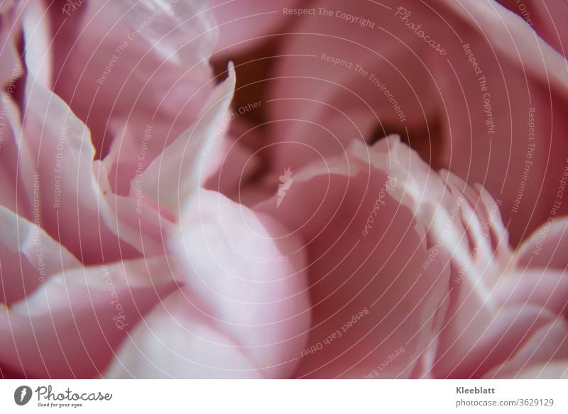 Pale pink leaves of a rose Macro shot with slight blurring Delicate flowers Rosa, Macro (Extreme close-up) Shallow depth of field Blossom leave Gift Blossoming