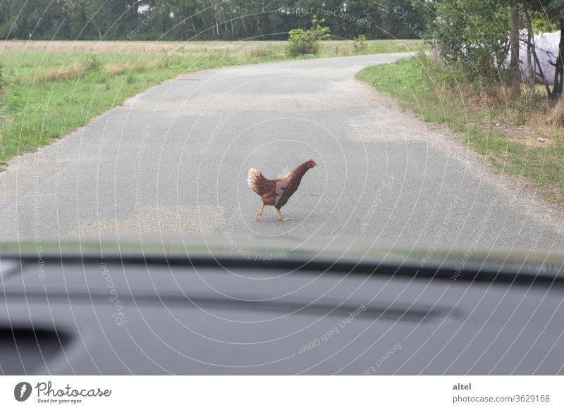 Take your time! chicken Street Village village life road trip Crosswalk Yield sign deceleration Forced acceleration waiting time Wait Transport Exterior shot