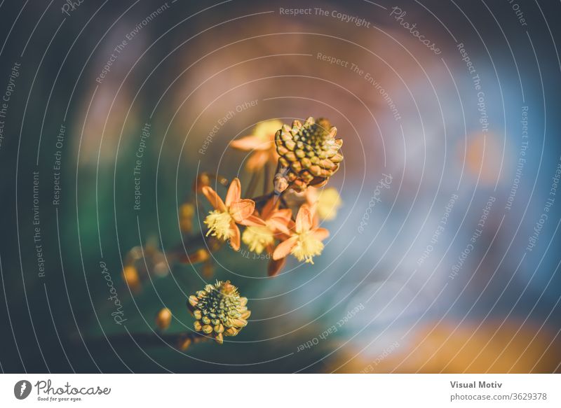 Abstract close-up of flowers and buds of Bulbine frutescens also known as Burn Jelly plant abstract garden spring sprouts nature botany growth yellow flora