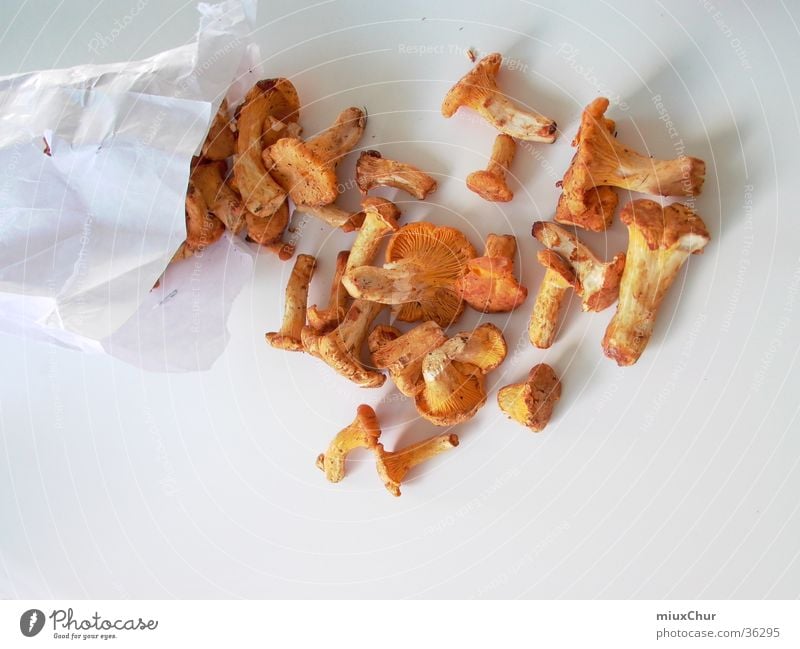 chanterelles Chanterelle Delicacy Forest fruit Healthy Mushroom Wild animal hunting season