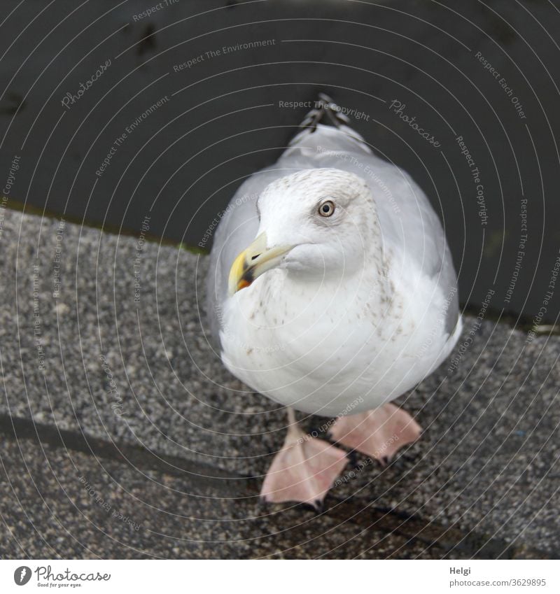 Herring gull stands on the banks of the Alster and looks up at the photographer with a begging look Seagull Silvery gull birds seabird Beg hungry hunger Animal