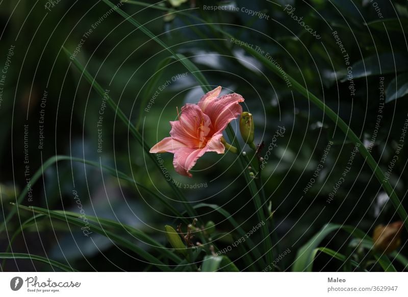 Full blooming of red lily in flower garden green plant leaf summer background beautiful beauty blossom color floral nature petal natural outdoor park botanical