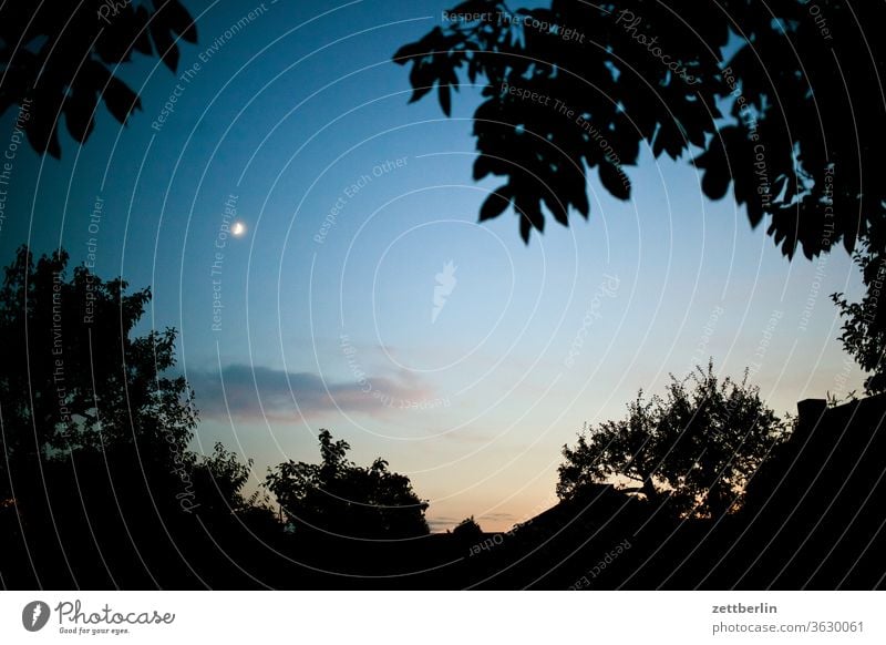 Moon in the evening Branch Twilight Evening Moonrise tree Moonlight Relaxation holidays Garden Sky allotment Garden allotments Deserted Nature Plant Lawn