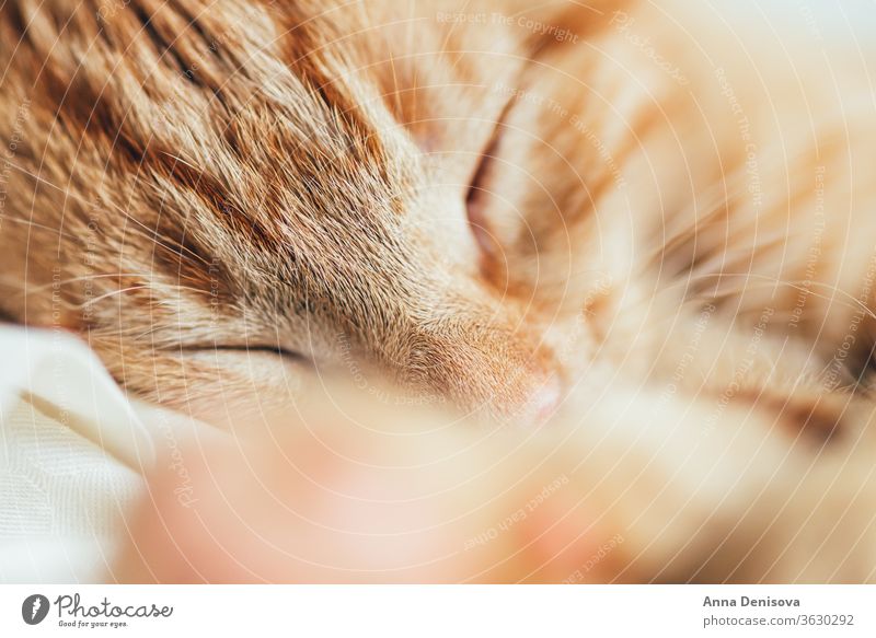 Cute ginger kitten sleeps cute cat relax blanket pet baby home cozy comfort resting fluffy sleeping kitty adorable child little animal warm comfortable paw