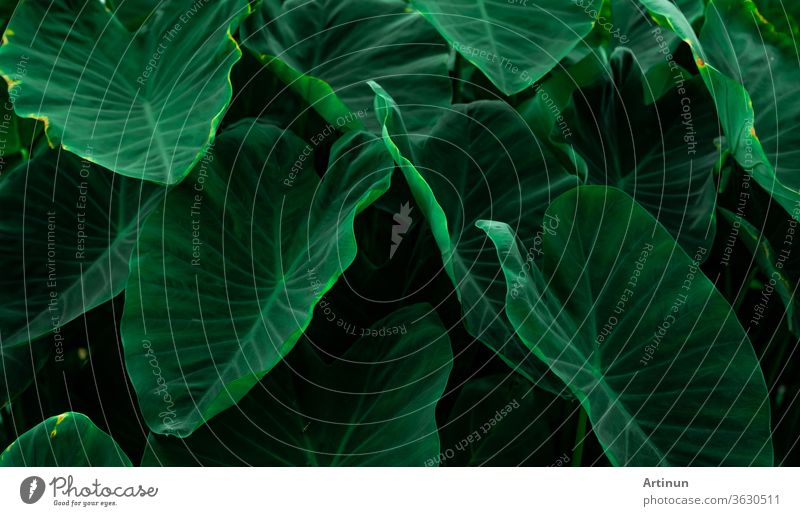 Green leaves of elephant ear in jungle. Green leaf texture with minimal pattern. Green leaves in tropical forest. Botanical garden. Greenery wallpaper for spa or mental health and mind therapy.