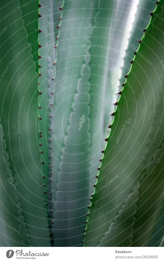 Succulent plant close-up, fresh leaves detail of Agave americana succulent agave thorn sharp leaf green white beautiful nature natural grow spines showy pattern