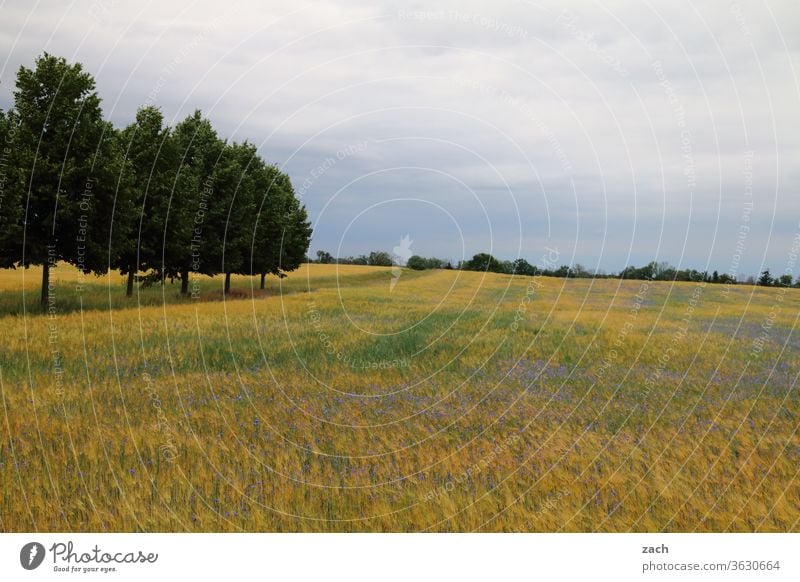 7 days through Brandenburg - light grey cloudiness Field Agriculture acre Barley Barleyfield Grain Grain field Wheat Wheatfield Yellow Blue Sky Clouds Cornfield