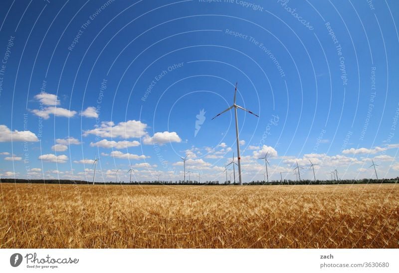 7 days through Brandenburg - Wind machines Field Agriculture acre Barley Barleyfield Grain Grain field Wheat Wheatfield Yellow Blue Sky Blue sky Clouds