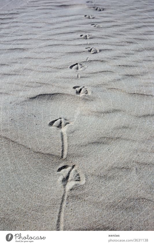 Bird tracks in the sand bird trail Sand Beach Animal tracks Seagull Seagull Trail coast Tracks Nature Subdued colour trace Imprint off xenias