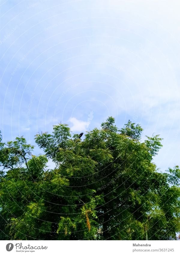 Beautiful evening sky with trees nature," Experiencing nature Deserted Colour photo Exterior shot Forest Environment Landscape Nature Nature reserve