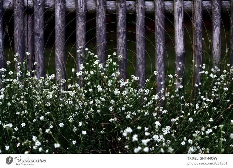 At the bottom of an old wooden fence, small white flowers grow close together, creating a lively contrast Fence Wooden fence Simple Old natural Nature