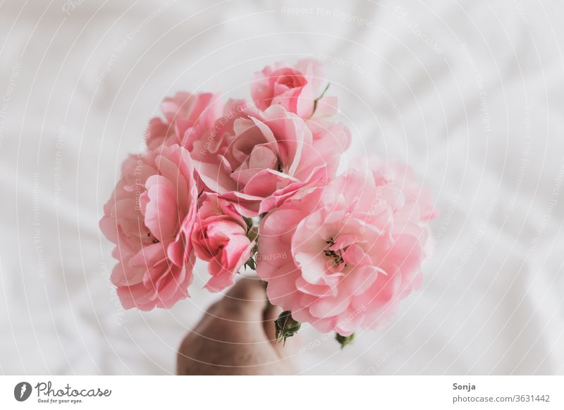 Hand holding pink roses on a white bedspread Pink by hand flowers bleed Close-up Summer Fragrance Blossoming Bouquet Love Gift Birthday Valentine's Day