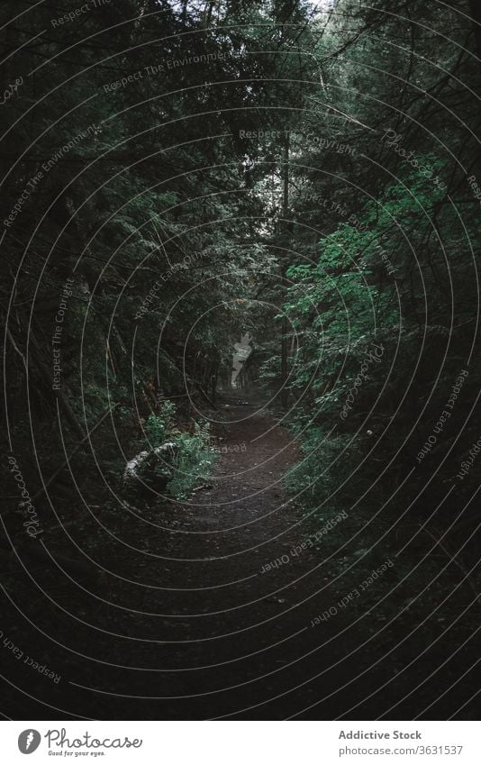 Dark forest with fallen logs dark gloomy dense path nature spooky mystic obscure landscape algonquin provincial park ontario canada woods environment plant