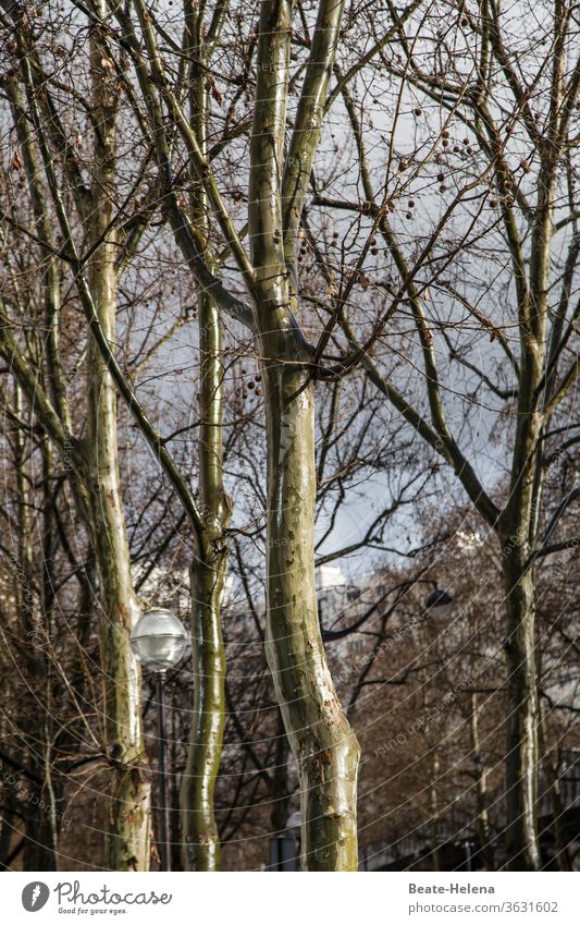 downpour Weather Bad weather Rain Clouds Sky Wet Drops of water trees Avenue Lantern Water Exterior shot Reflection Deserted Nature