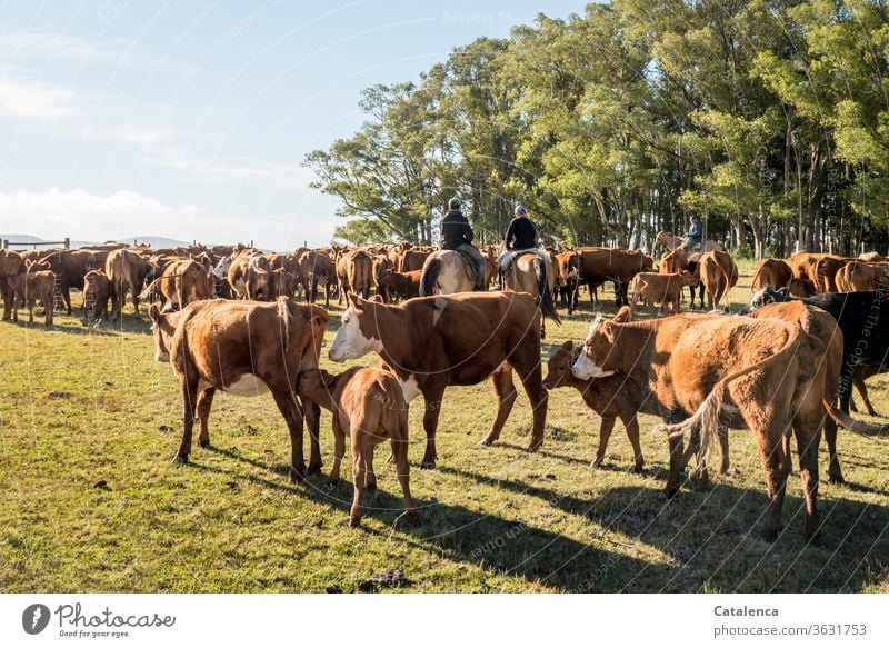 Three gauchos ride off the cow herd and look after the calves and their mothers Yellow Green Blue Clouds Herd Environment Cattle Agriculture Willow tree