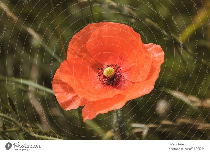 single poppy flower, poppy blossom- close-up Poppy Summer flowers Nature bleed Red Meadow Poppy blossom Blossoming Wild plant Corn poppy Field Deserted Plant