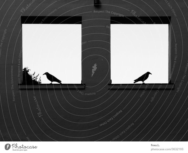 In the windows to the sky the two crows had turned away from each other. Wall (building) Window birds Wall (barrier) Day built