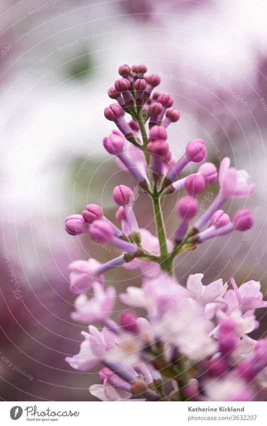 Pink Lilac Buds lilac purple pink Spring Flower Floral springtime Season Seasonal serene peace peaceful delicate shrub bush Bloom Blooming Blossom botany