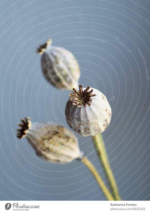 Poppy capsule Poppy blossom Summer Decoration Interior shot decorative Nature Flower Colour photo Green grey Day Blossom poppy flower Beautiful