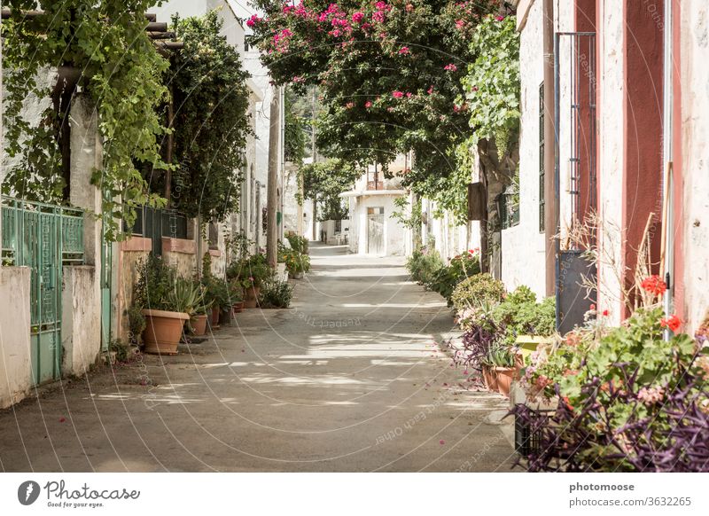 Village street adorned with flowers in Crete green Plant plants Street off Mediterranean Summer Summery Central perspective Exterior shot Village road