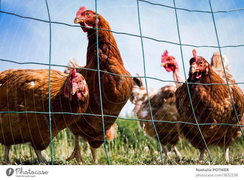 Curious hens behind a fence chickens Chicken Fence Close-up Nature Animal Farm Colour photo Exterior shot Curiosity animals Farm animal Looking organic grass