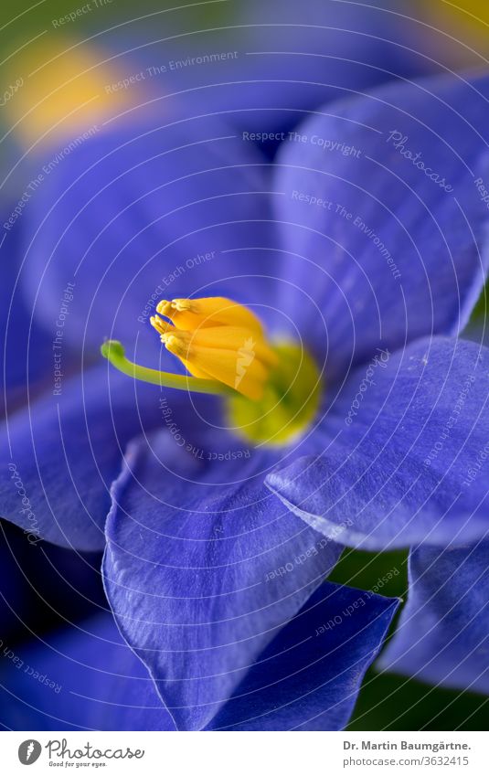 Persian violet, Exacum affine from Socotra; not a usambara violet, close up Gentian plants Gentianaceae Plant Flower Blossom Socotra-born cultivar Close-up